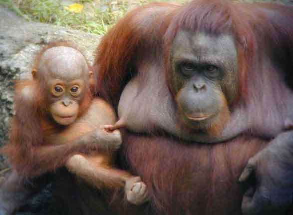 Freches Orangbaby