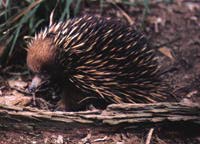 Ameisenigel Ameisenigel
